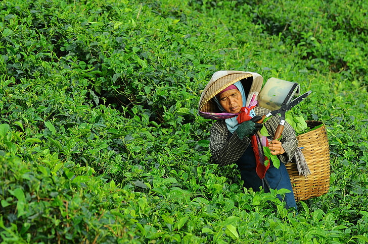 中药泡水喝，这些怎么选  第3张