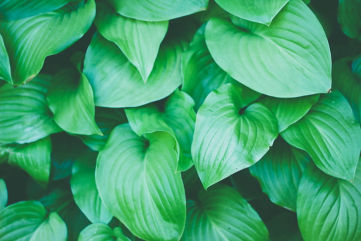 “菖蒲系列：中药细说，石菖蒲、水菖蒲、藏菖蒲详解”  第4张