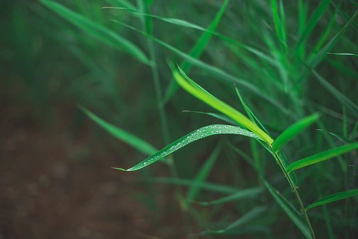 中药中的凉血药材有哪些选择  第4张