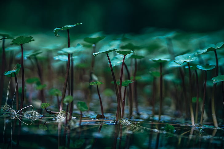 中药清热解毒合集：药性鲜明，功效突出  第1张