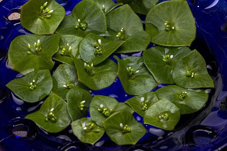 减肥中药配方：八味药神奇配方  第1张