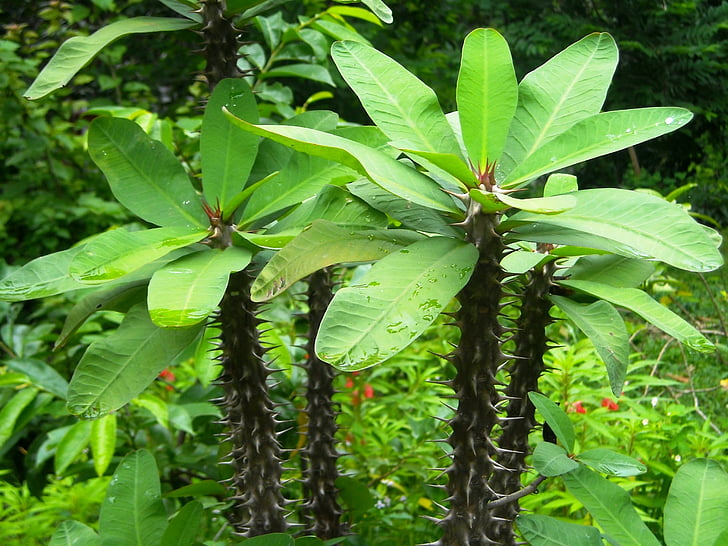 肿瘤治疗，中药有哪些选择  第4张