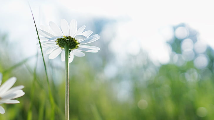 川芎功效解析：神奇之力全解，探秘川芎的功效  第1张