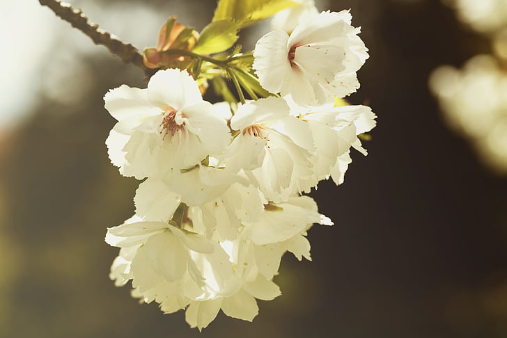 九节菖蒲：香飘百亩，九节菖蒲盛放  第3张