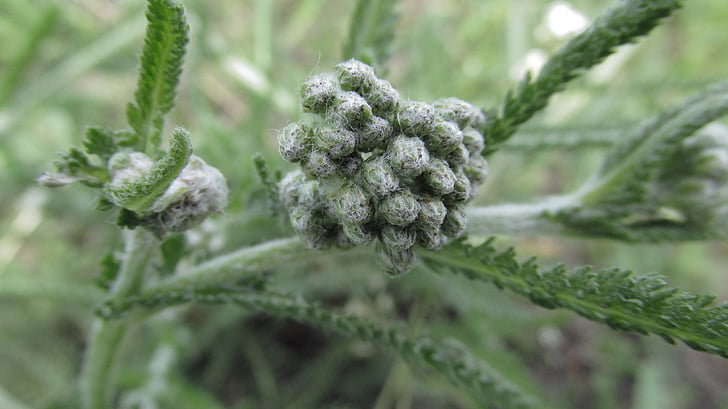 区别功效对比：水菖蒲和石菖蒲的不同  第4张