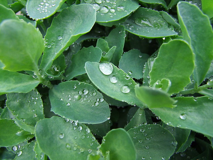 中药搭茶水：专家解读中药与茶水搭配利弊