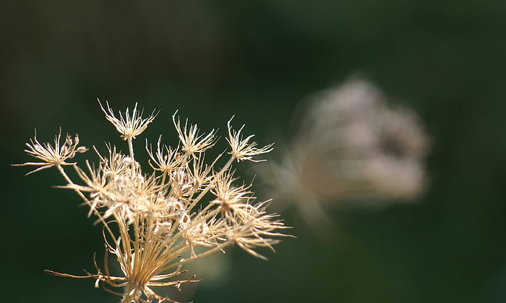 鸡血藤功效大揭秘  第6张