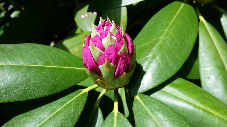 樱花五行茶长期饮用安全吗  第3张