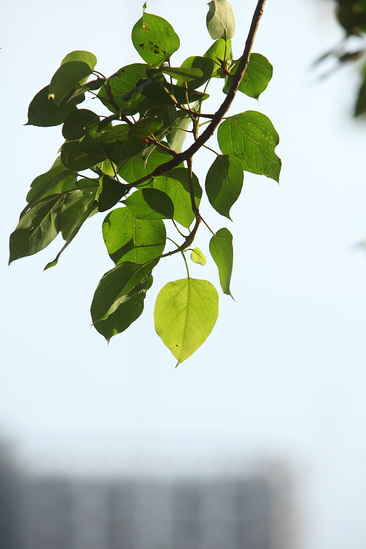 野艾蒿VS艾草：不同之处揭秘，野艾蒿成焦点  第2张