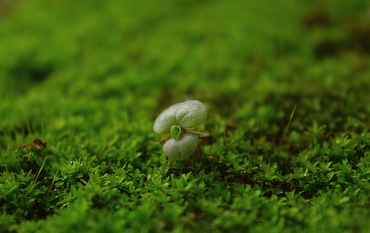 牛皮癣偏方大揭秘，治疗方法应有尽有  第4张