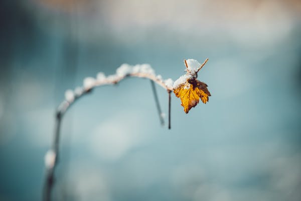 萝卜蜂蜜止咳祛痰偏方