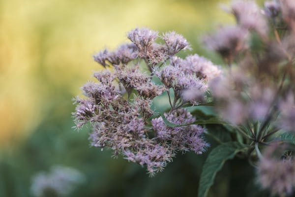 治咽炎的偏方：蒲公英根治咽炎  第1张