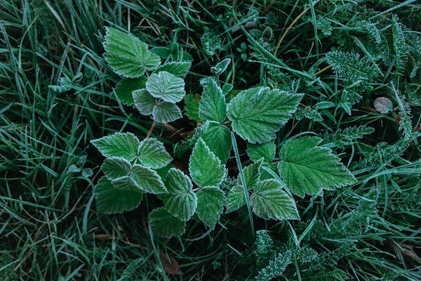 中成药：传统与现代的融合