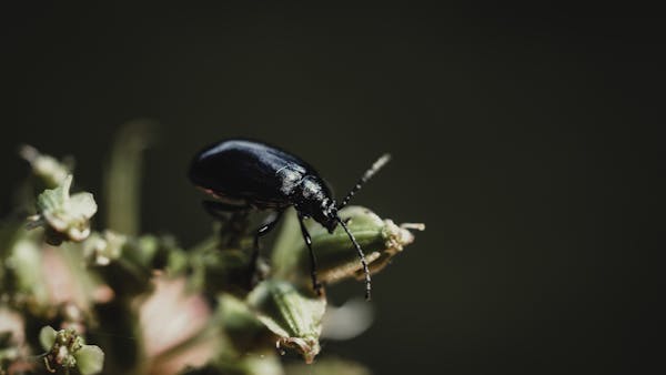 菊花茶：药用保健与功效