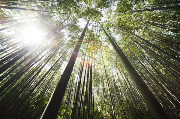 种植亩入10万：一年亩收益惊人的药材