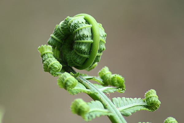 银屑病偏方：滴虫疗法