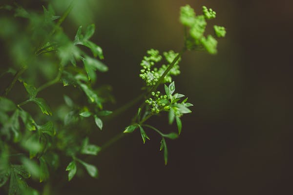 中成药与西药同服：解开用药禁忌之谜  第2张