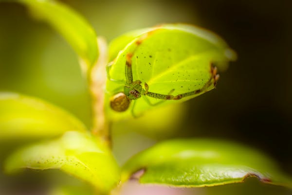 治疗心肌缺血的偏方：中药缓解心绞痛  第3张