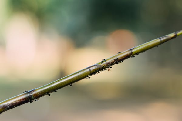 中成药与中药的优劣对比  第4张