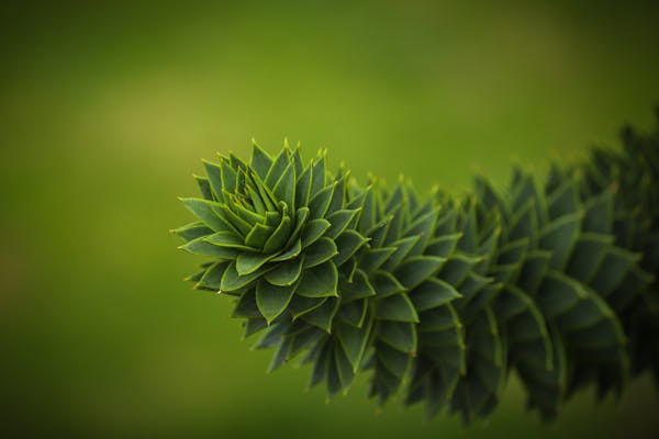 中成药与中药：功效差异解析  第1张