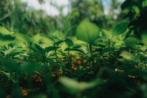 盘点国内十大紧俏药材，破解种植难题  第1张