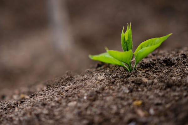 紫苏叶茶——药用价值与健康功效  第2张