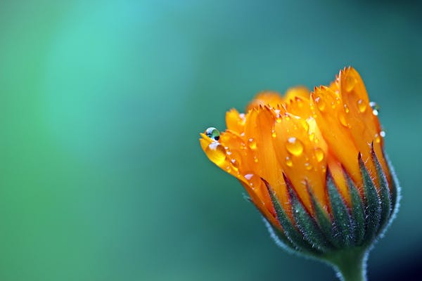 中药材种植前景广阔，八类药材值得投资  第1张