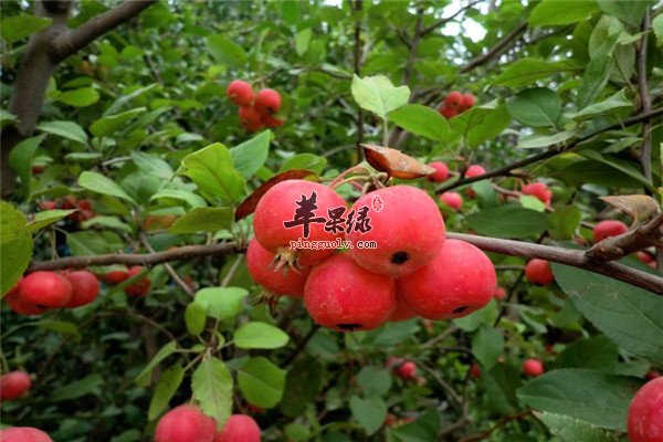 冬季开胃的水果 首选山楂和石榴  第4张