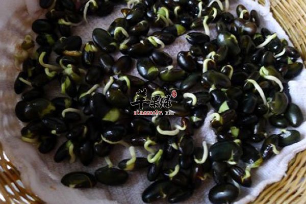 春季干燥要吃豆芽 三种豆芽本领大  第4张