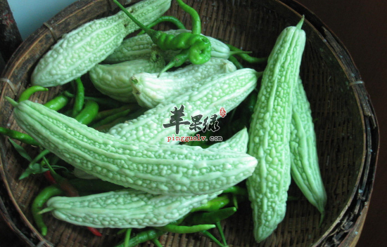 夏季多吃三种苦味食物 帮助增强食欲