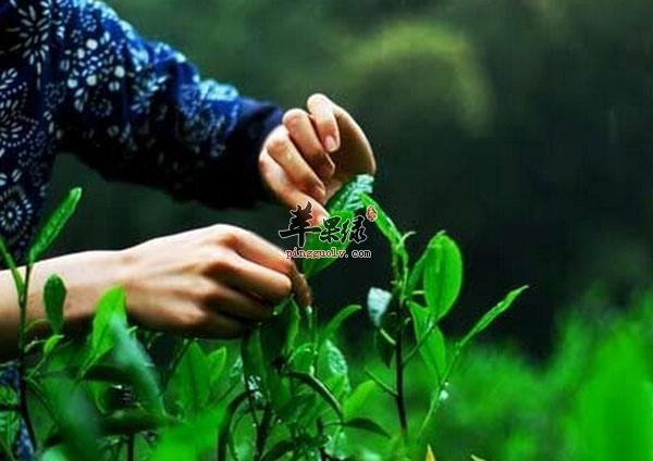 谷雨节气的气候特点  第4张