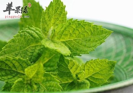 夏季上班族易患风热感冒 推荐薄荷饮品  第1张