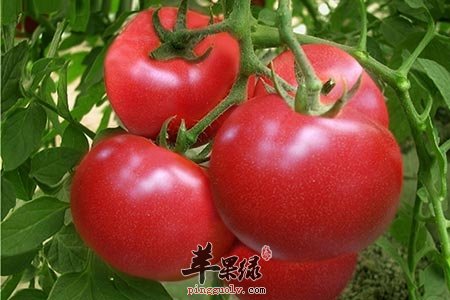 夏季容易胃口不好 试试吃这些食物  第2张