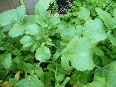 推荐春季多吃野菜 这几款不能错过  第3张