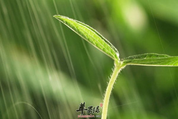 春季养生雨水节气适合吃什么