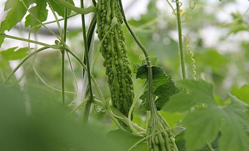 介绍一些适合立夏食用的养生食物  第2张