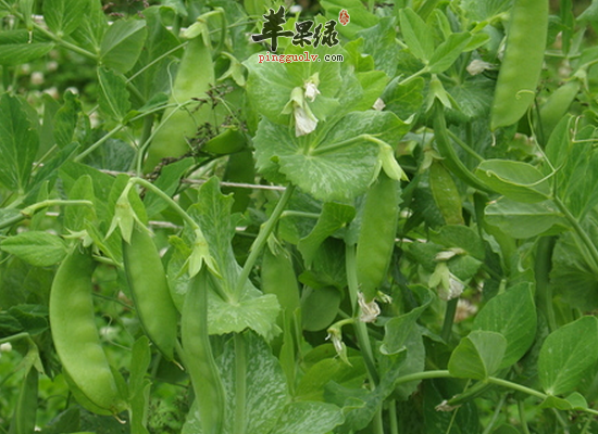 冬季吃甜豆健胃消食增加食欲  第4张