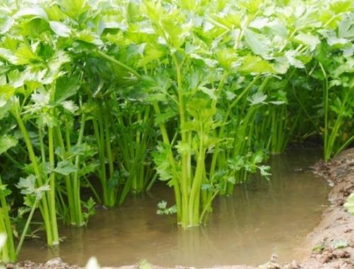 谷雨节气吃这些蔬菜更养生  第4张