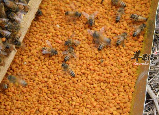 女性食用油菜花粉止痛治疗不孕  第3张