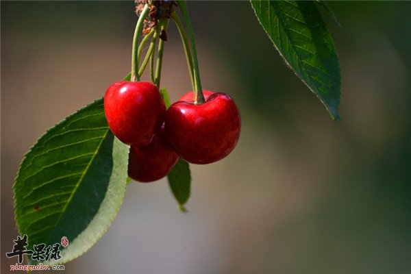 最适合仲春食用的三种养生食材  第2张