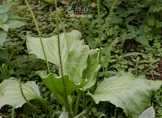 孩子鼻出血用鼻血草效果好吗  第2张