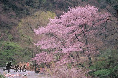 春季到来，谨防“旺火上身”  第3张