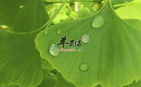 小满时节多吃点苦多吃点新鲜蔬菜  第3张