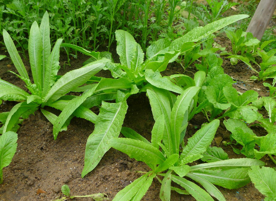 清明节宜吃的三种菜推荐  第2张