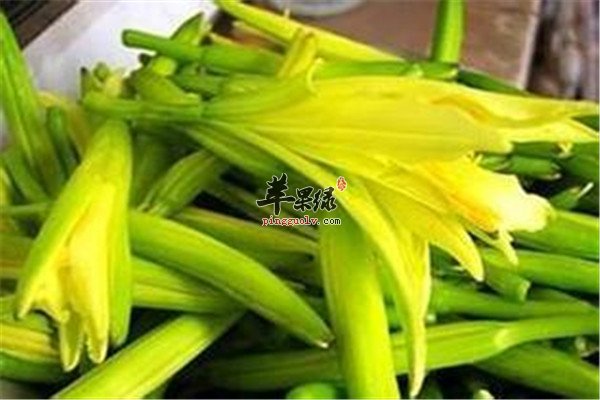 冬至节气吃什么好 两种蔬菜是首选  第1张