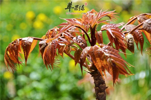 马上春暖花开春季提神的四类食物  第1张