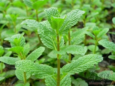 春季必吃的食物 这些野菜要多吃  第4张