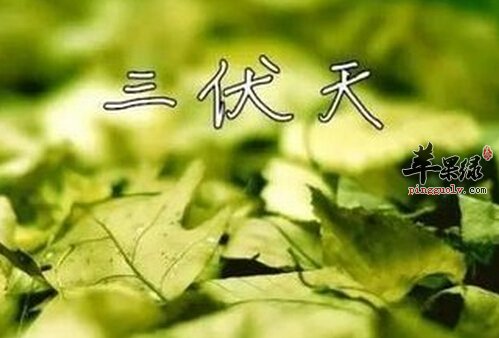 三伏天从什么时候开始  第2张