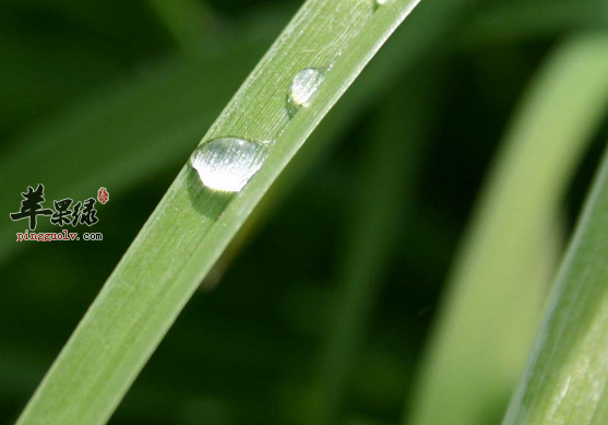 雨水节气比较适合吃哪些蔬菜