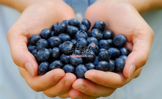 夏季养生必备的食物 这五种不能少  第1张